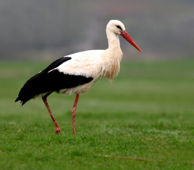 Observer la cigogne blanche dans son habitat naturel 🕊️