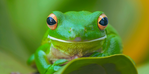🌙 Animation nocturne – À la découverte des amphibiens du marais Natura 2000 le vendredi 17 avril.