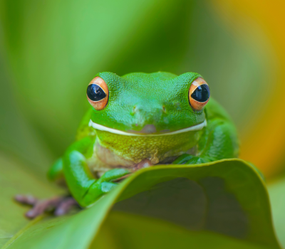 🌙 Animation nocturne – À la découverte des amphibiens du marais Natura 2000 le vendredi 17 avril.