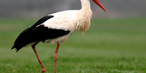 Observer la cigogne blanche dans son habitat naturel 🕊️